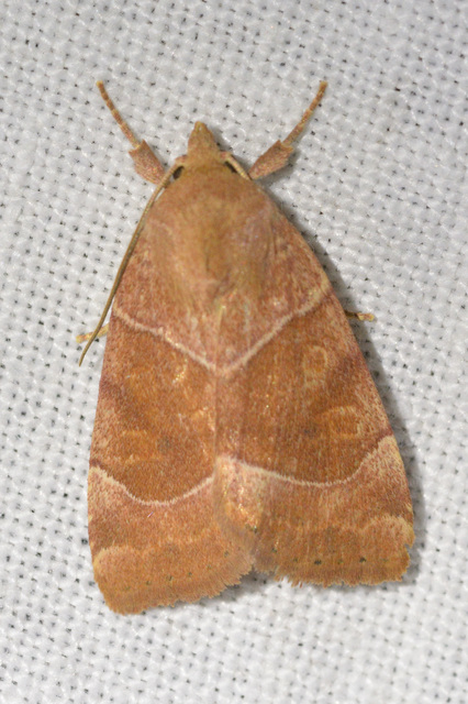 Cosmia trapezina - közönséges lombbagoly