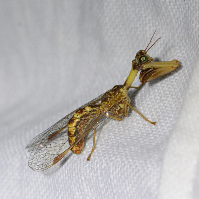 Mantispa styriaca - kétszínű fogólábú-fátyolka