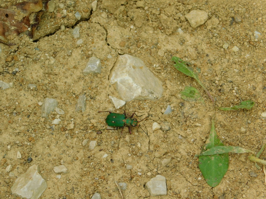 Cicindela campestris - mezei homokfutrinka
