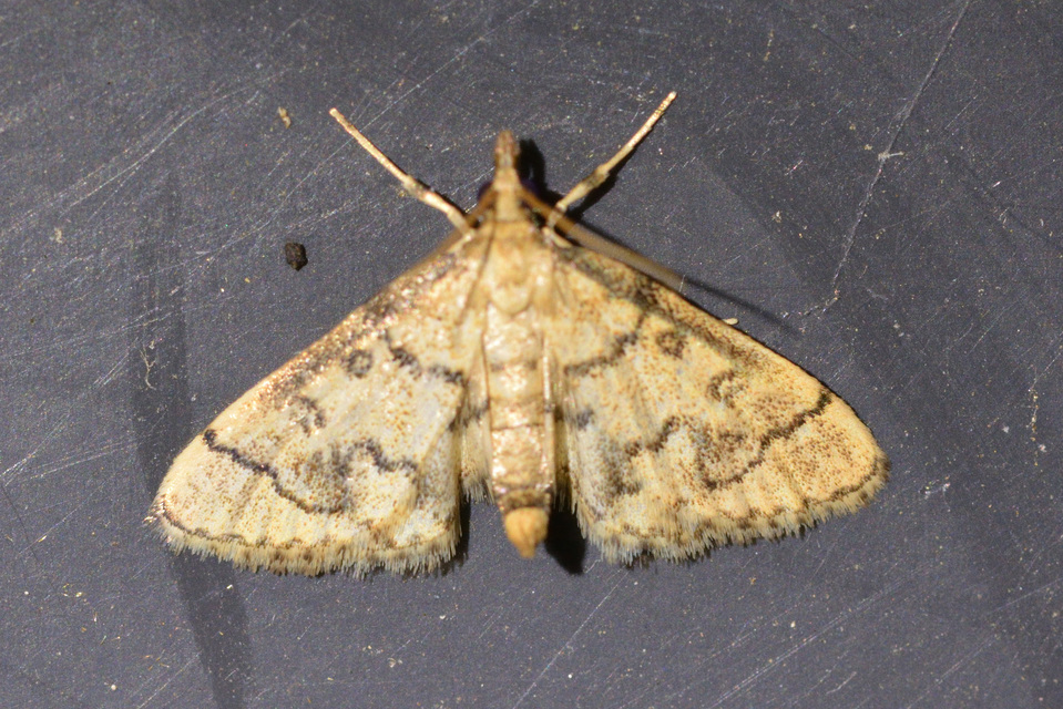 Metasia ophialis - kígyósávos tűzmoly