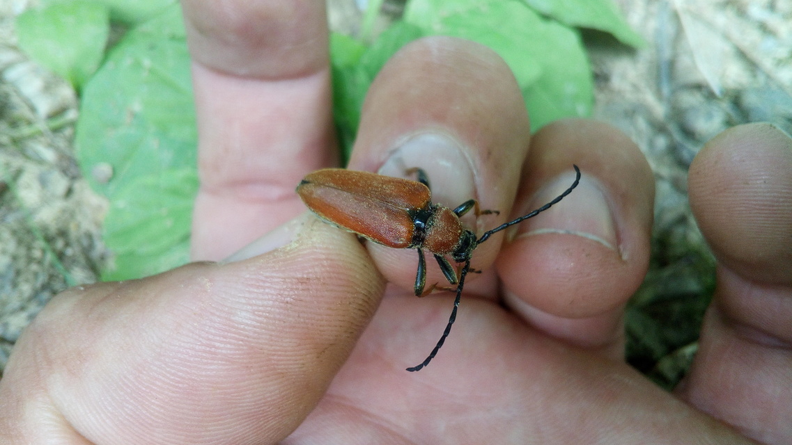 Stictoleptura rubra - vörös virágcincér