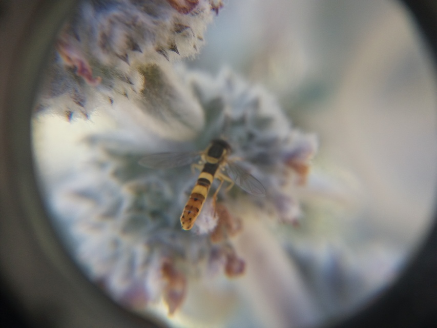 Sphaerophoria
