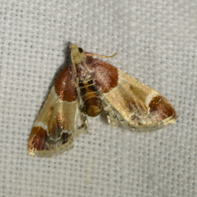 Pyralis farinalis - lisztilonca