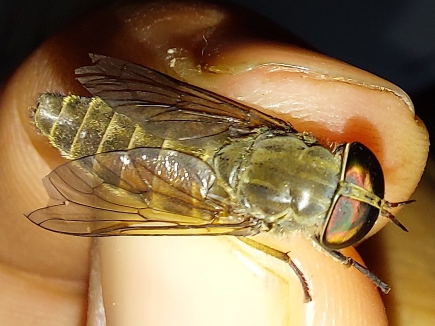 Tabanus