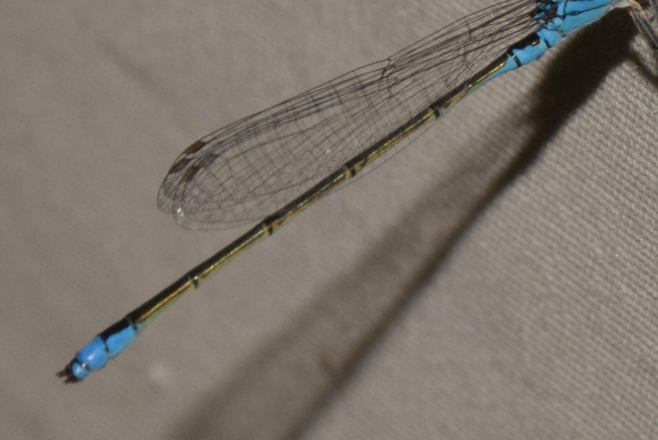 Erythromma viridulum - kis pirosszemű-légivadász