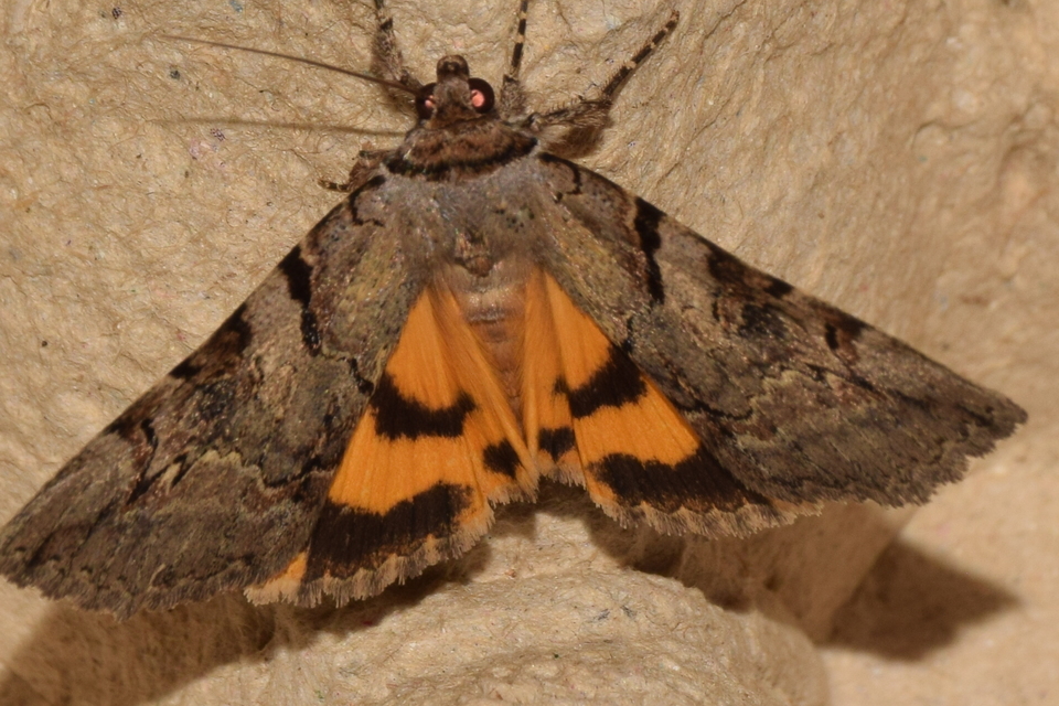 Catocala hymenaea - kökény-övesbagoly