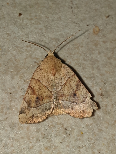 Cosmia trapezina - közönséges lombbagoly