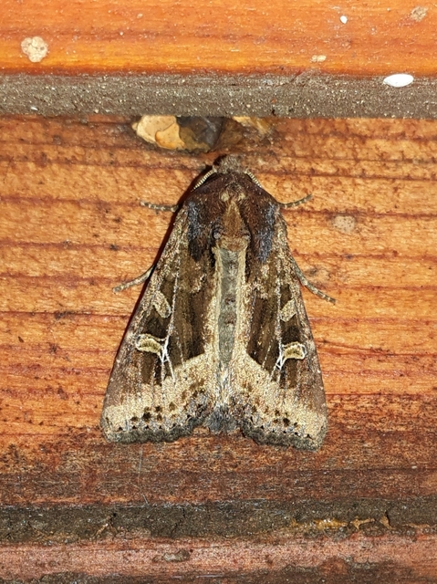 Helotropha leucostigma - mocsári nőszirombagoly