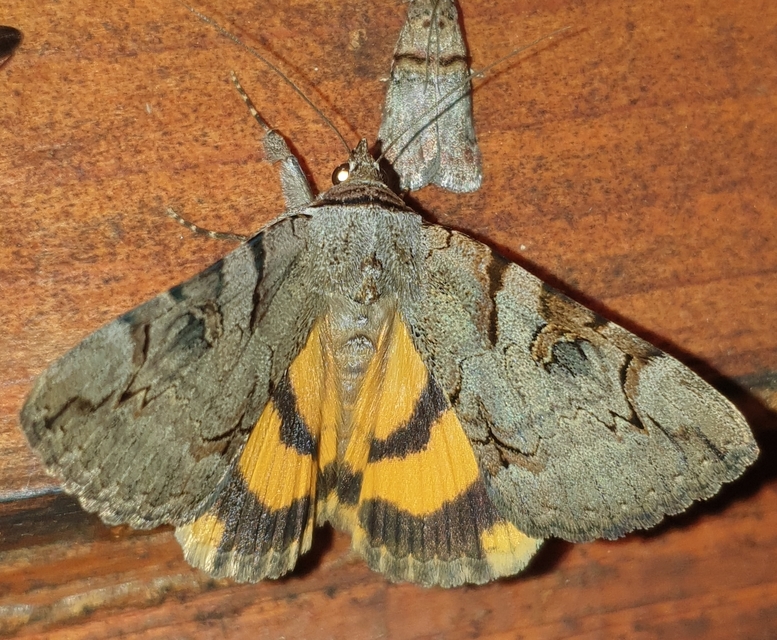 Catocala hymenaea - kökény-övesbagoly
