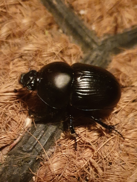 Geotrupes spiniger - közönséges álganéjtúró