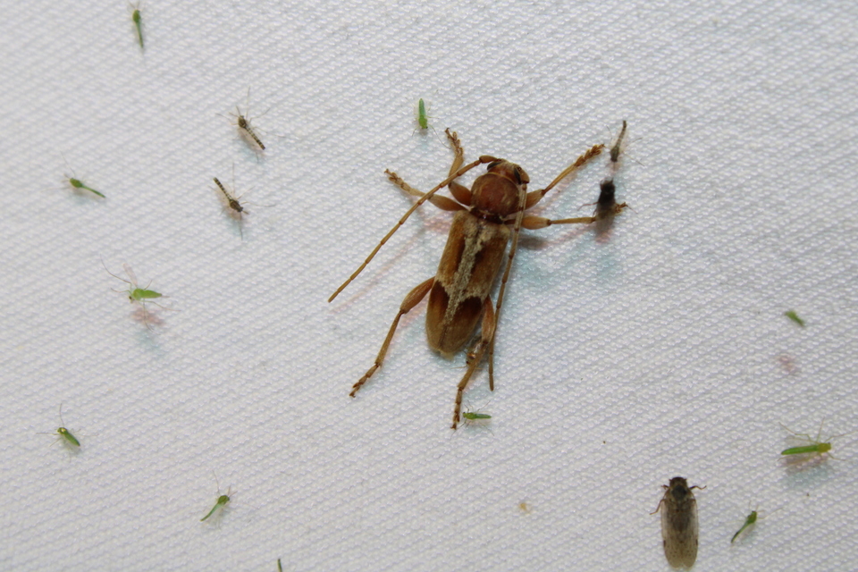 Trichoferus pallidus - sápadt éjicincér