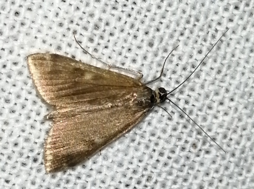 Loxostege sticticalis - muszkamoly