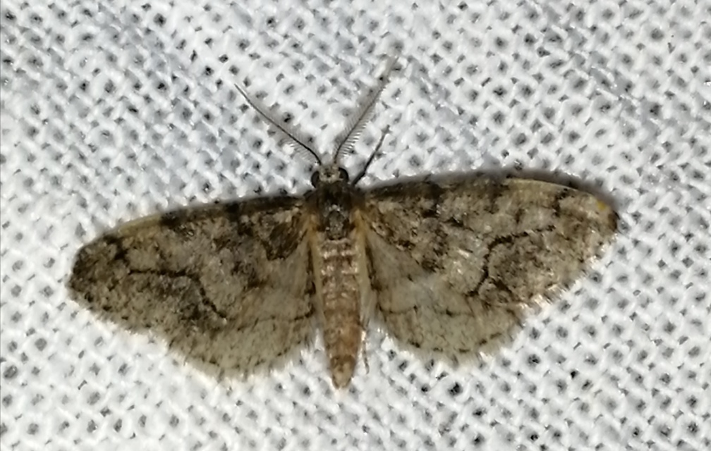 Tephronia sepiaria/Eumannia lepraria