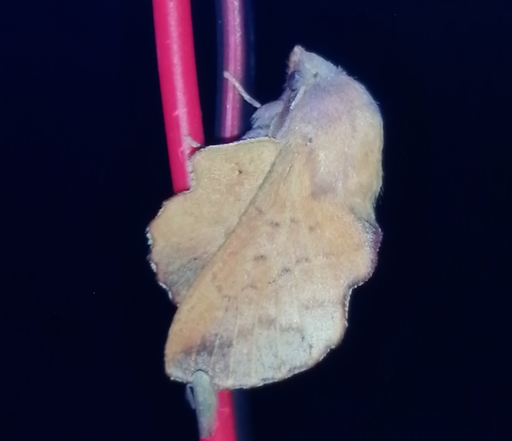 Phyllodesma tremulifolia - nyárlevélpohók