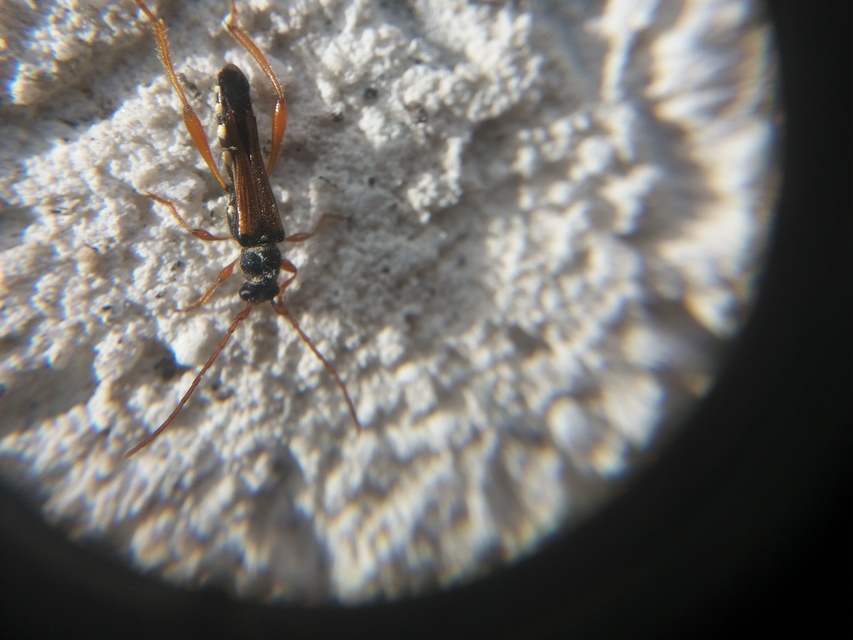 Stenopterus flavicornis - sárgacsápú keskenyfedőscincér