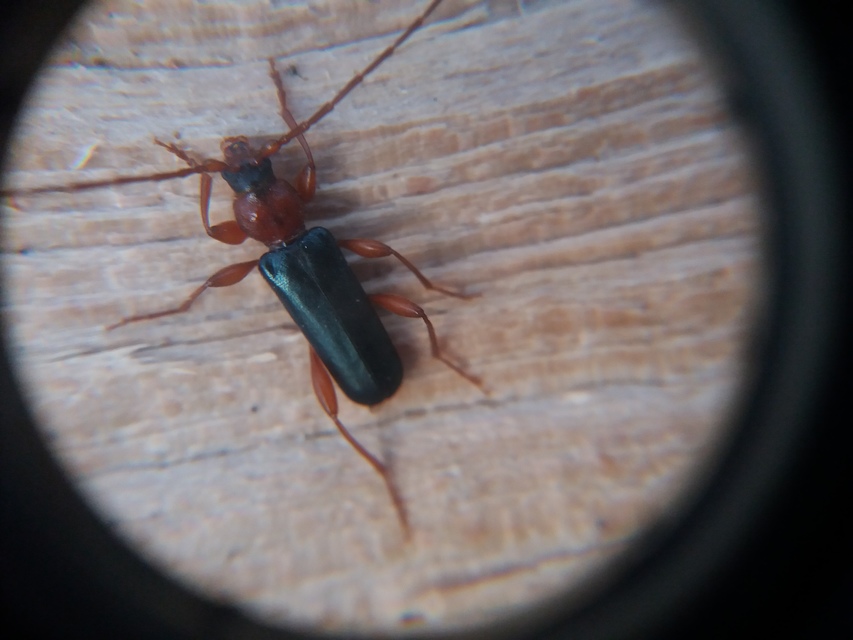 Phymatodes testaceus - változékony korongcincér