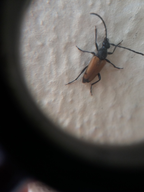 Stictoleptura fulva - vörhenyes virágcincér