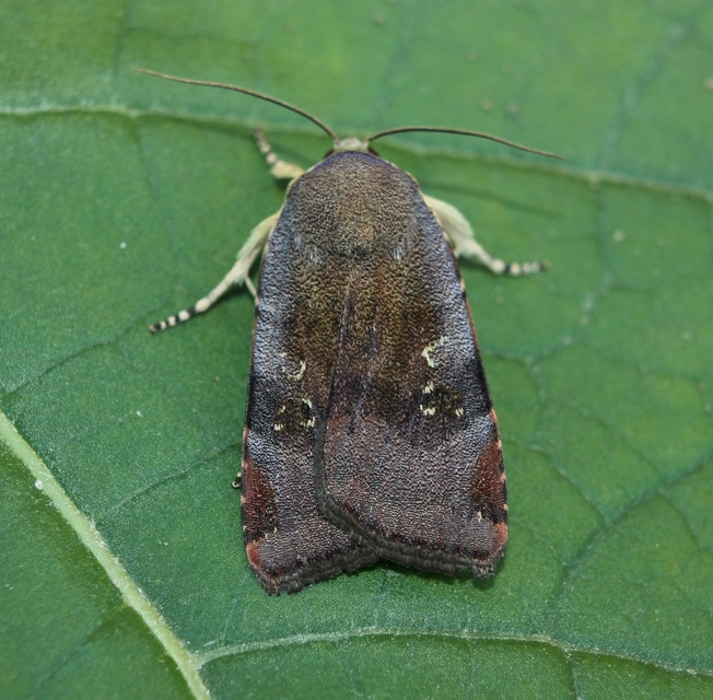 Noctua janthe/janthina