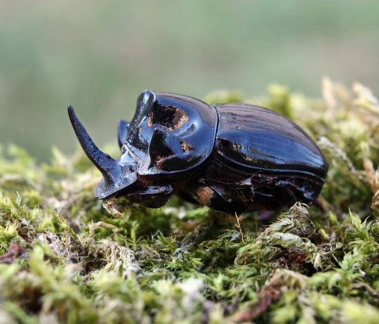 Copris lunaris - közönséges holdszarvú-ganéjtúró