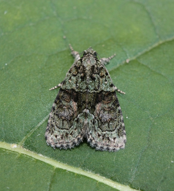 Cryphia algae - sárgászöld zuzmóbagoly