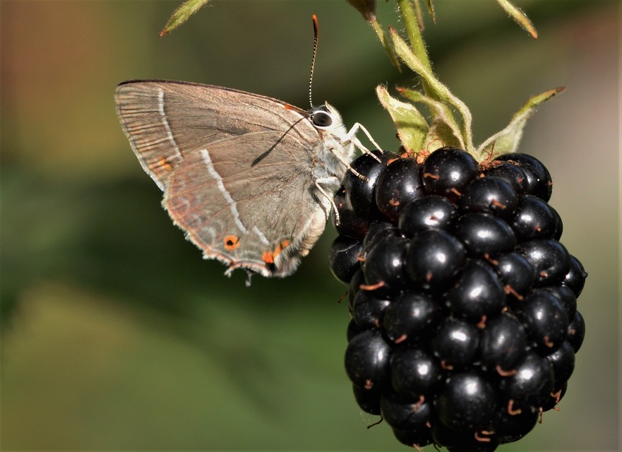 Neozephyrus quercus - tölgyfalepke