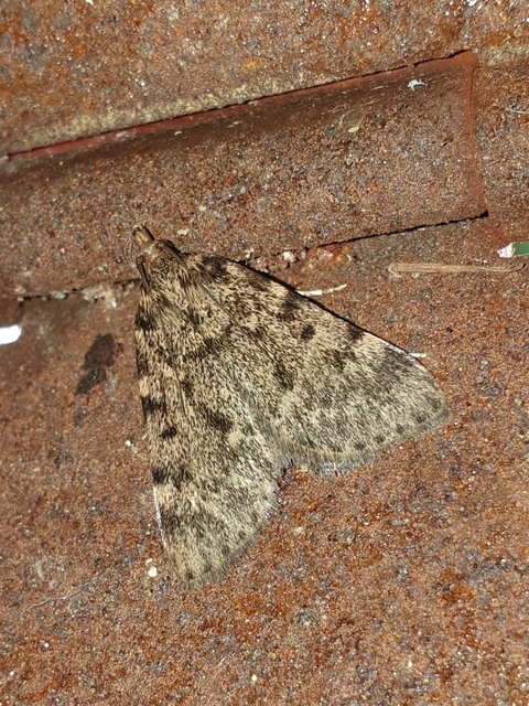 Aglossa pinguinalis - zsiradékmoly