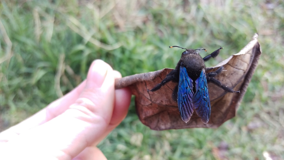 Xylocopa violacea - kék fadongó