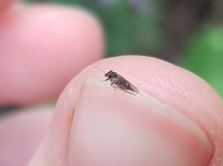 Psyllidae