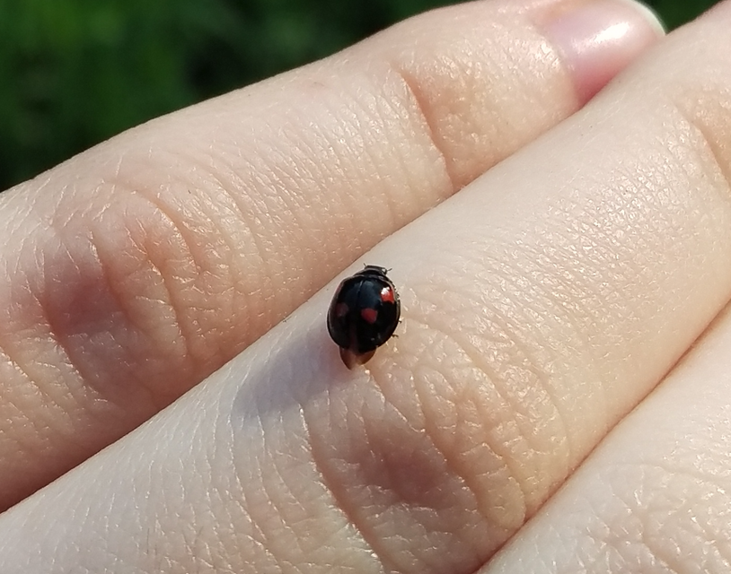 Exochomus quadripustulatus - négyfoltos szerecsenkata