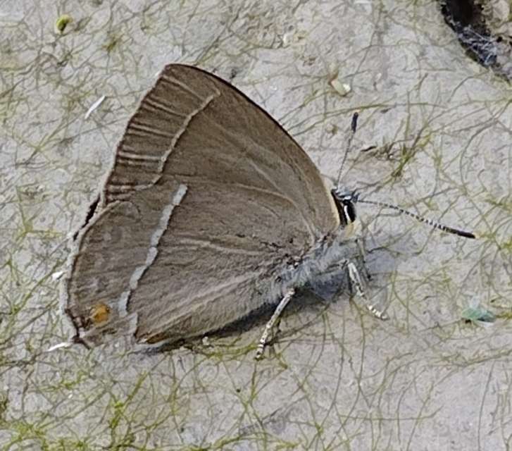 Neozephyrus quercus - tölgyfalepke