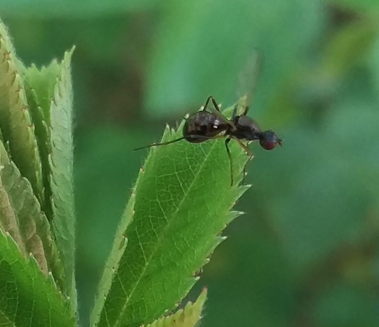 Nemopoda nitidula