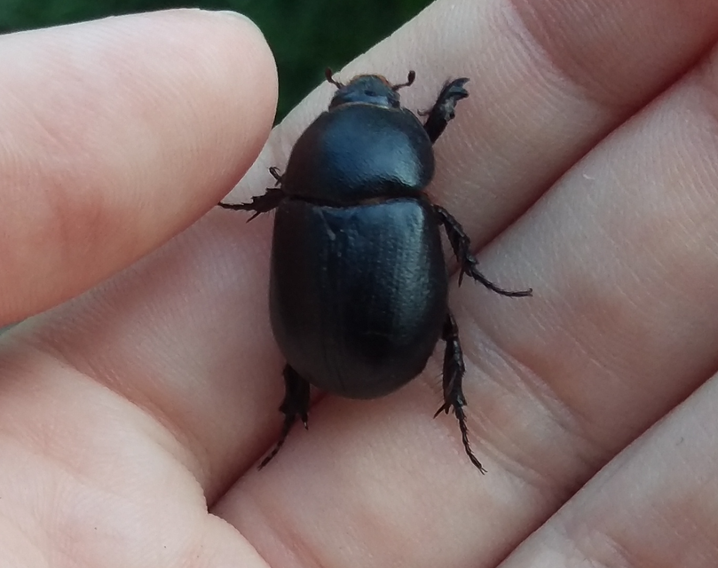Pentodon idiota - butabogár