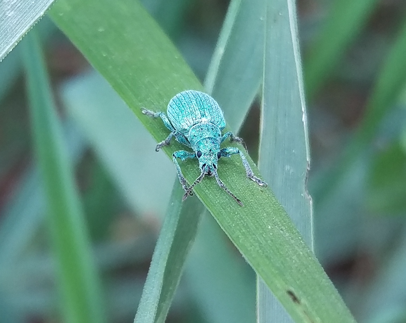 Phyllobius thalassinus - tömpeorrú levélormányos
