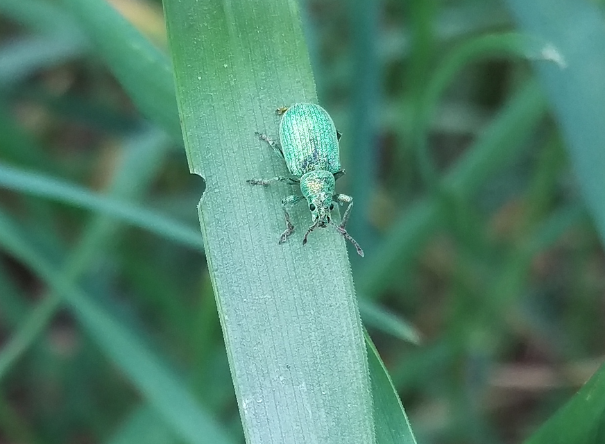 Phyllobius thalassinus - tömpeorrú levélormányos