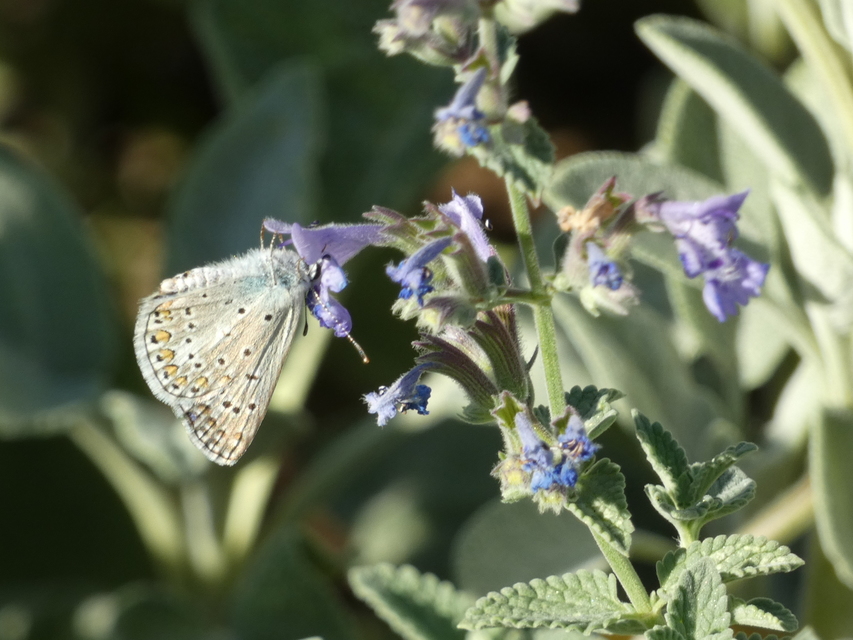 Polyommatus icarus - közönséges boglárka