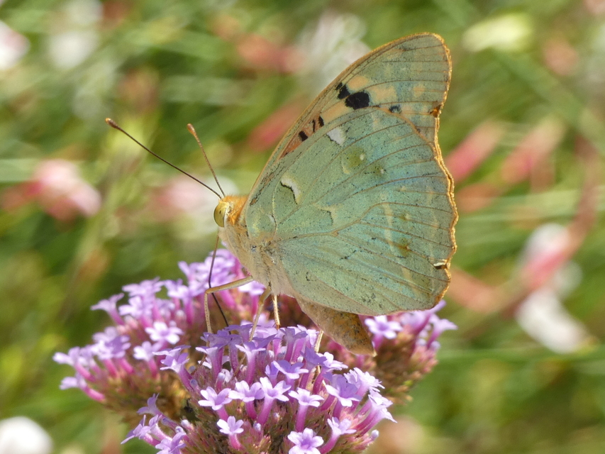 Argynnis pandora - zöldes gyöngyházlepke