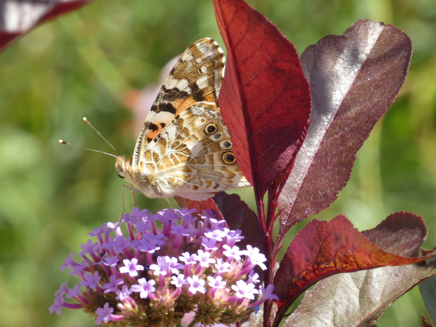 Vanessa cardui - bogáncslepke