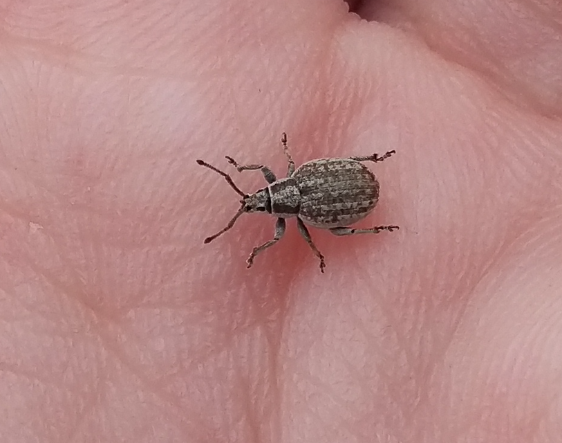 Peritelus familiaris - nagy kendermagbogár
