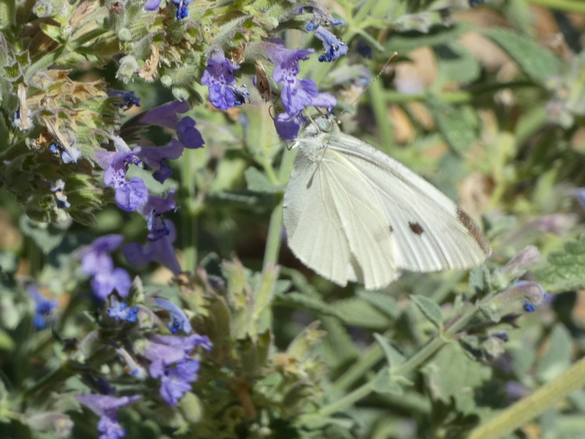 Pieris rapae - répalepke