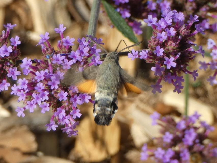 Macroglossum stellatarum - kacsafarkú szender