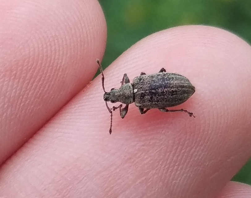 Phyllobius pyri - gyümölcsfa-levélormányos
