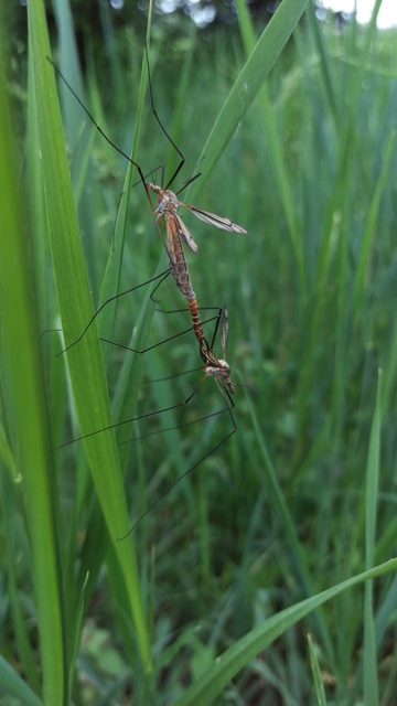Tipula