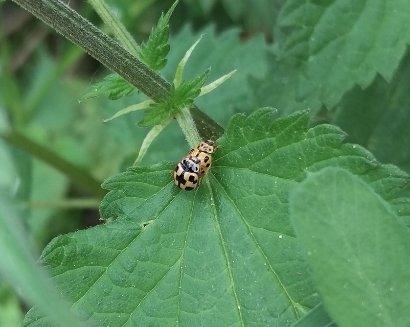 Propylea quatuordecimpunctata - tizennégypettyes füsskata