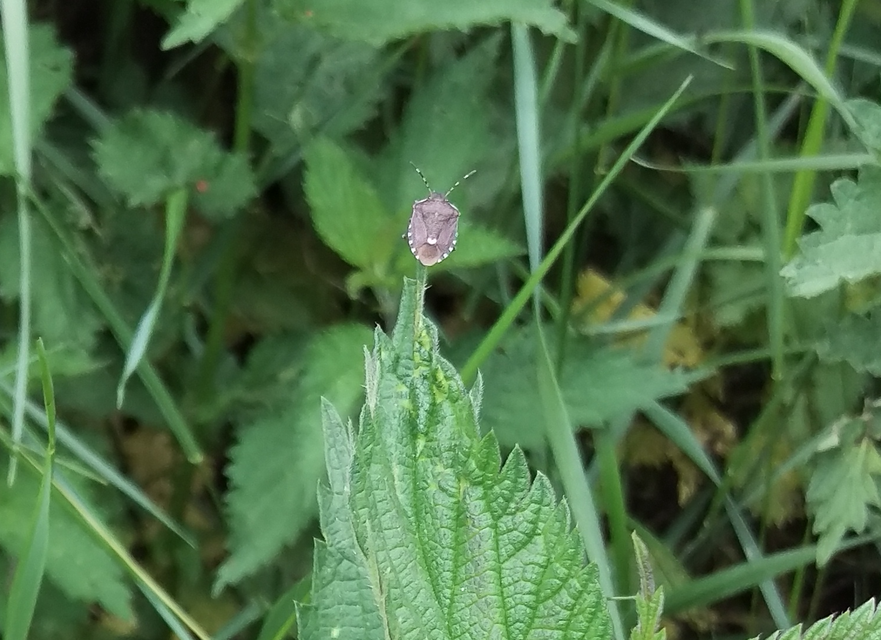 Holcostethus sphacelatus - holdas címerespoloska Holcostethus sphacelatus - holdas címerespoloska