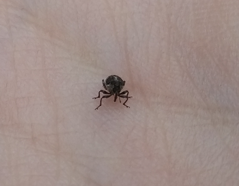 Nedyus quadrimaculatus - közönséges csalánormányos