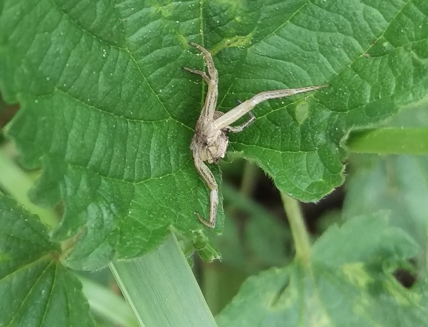 Spiracme striatipes - csíkoslábú karolópók