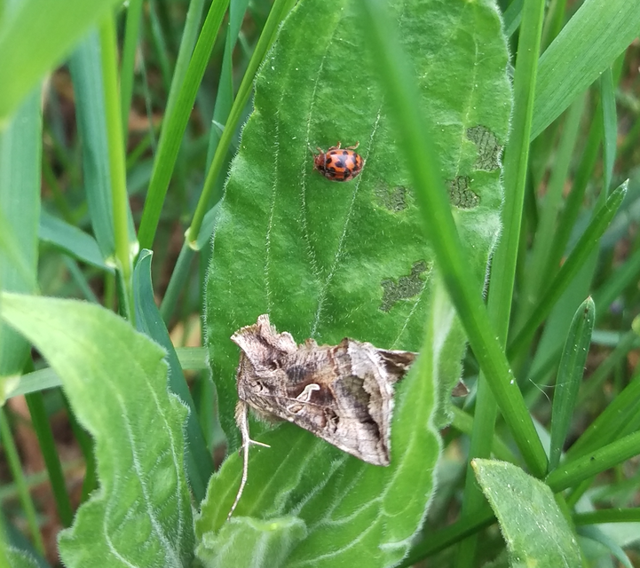 Subcoccinella vigintiquatuorpunctata - lucernaböde