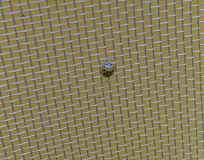 Psyllobora vigintiduopunctata - huszonkétpettyes katica