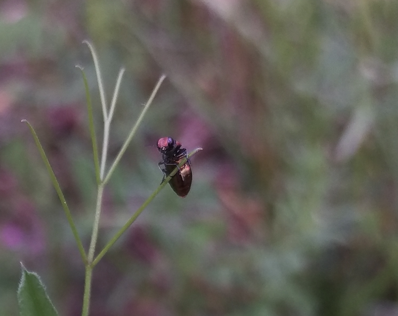 Anthaxia signaticollis - keleti virágdíszbogár