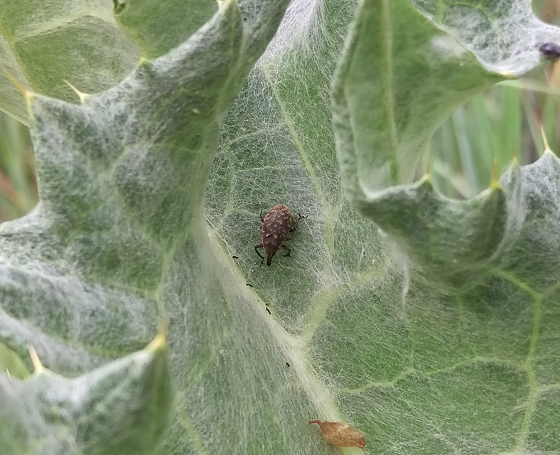 Larinus turbinatus - kúposorrú púderbarkó